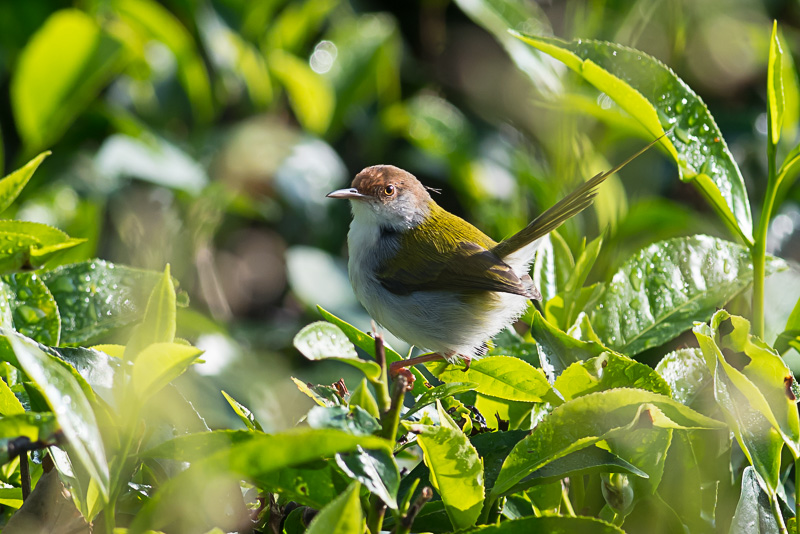 Langstaartsnijdervogel